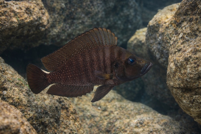 Altolamprologus compressiceps 'Cape Kabogo'